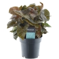 syngonium-maria-p14-sadzonka.jpg