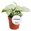 Syngonium Confetti w doniczce