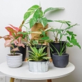 syngonium-albo-variegatum-p12-rosliny-na-stoliku.jpg