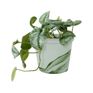 Syngonium Green Splash ⌇ Syngonium P12