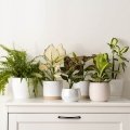 Syngonium Confetti w salonie