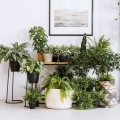 syngonium-arrow-feel-green-p14-rosliny-w-pokoju.jpg