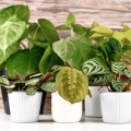syngonium-green-splash-p12-w-doniczce-rosliny-na-polce.jpg