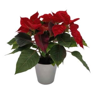 Gwiazda Betlejemska czerwona w srebrnej ceramicznej osłonce ⌇ Euphorbia pulcherrima