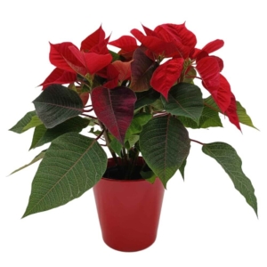 Gwiazda Betlejemska czerwona w czerownej ceramicznej osłonce ⌇ Euphorbia pulcherrima