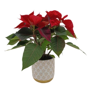 Gwiazda Betlejemska czerwona w ceramicznej osłonce w złote gwiazdki  ⌇ Euphorbia pulcherrima