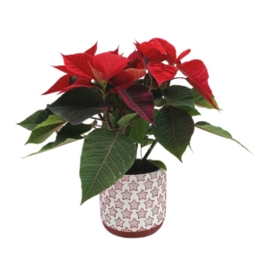 Gwiazda Betlejemska czerwona w ceramicznej osłonce w czerwone gwiazdki ⌇ Euphorbia pulcherrima