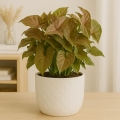 syngonium-maria-p14-na-stole.jpg