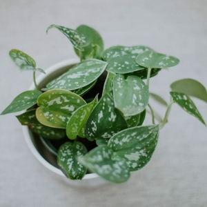 Scindapsus pstry  ⌇ Scindapsus pictus P12