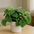 sadzonka-scindapsus-pictus-w-salonie.jpg