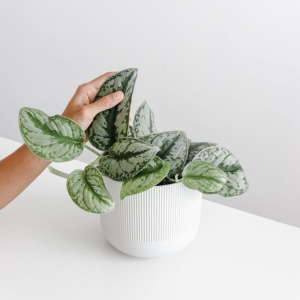 Scindapsus Silvery Ann ⌇ Scindapsus pictus P11