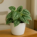 scindapsus-pictus-silvery-ann-w-doniczce-na-komodzie.jpg