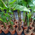 bananowiec-musa-basjo-sadzonka-c9.jpg