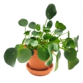 doniczka terakota duża pilea peperomioides sklep