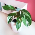 Filodendron White Princess stanowisko