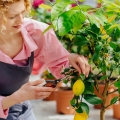 Cytryna Lemon Lover jak przycinać?