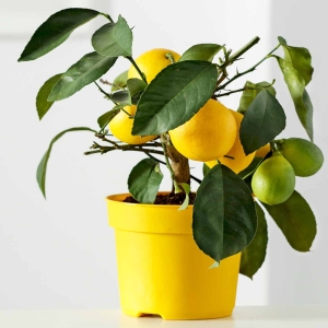 Cytryna Lemon Lover ⌇ Citrus limon