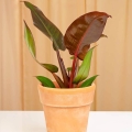 Filodendron Imperial Red sadzonka