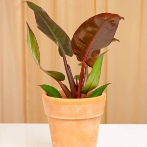Filodendron Imperial Red ⌇ Philodendron
