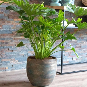 Filodendron Shangri La ⌇ Philodendron