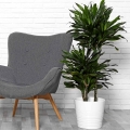 Dracena Copacta duża roślina.