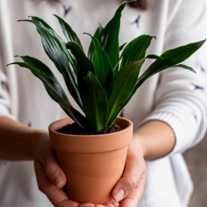 Dracena Compacta ⌇ Dracaena fragrans