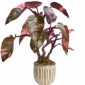 Filodendron Pink Princess jak szybko rośnie