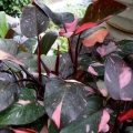 Filodendron Pink Princess różowa weriegacja
