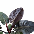 Filodendron Imperial Red czerwono listny