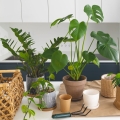 osmocote nawóz rośliny domowe zamiokulkas monstera doniczki
