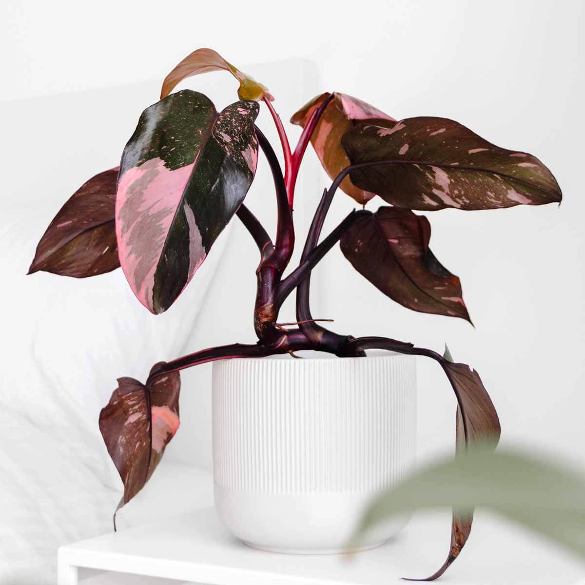 Filodendron Pink Princess sadzonka