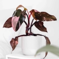 Filodendron Pink Princess sadzonka