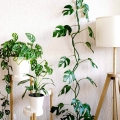 monstera monkey mask w salonie
