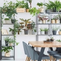 filodendron brasil rośliny w domu