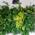 Monstera Monkey Mask zielona ściana w biurze