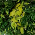 Filodendron Brasil uprawa w biurze