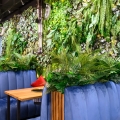 Filodendron Brasil roślina do restauracji