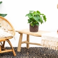 Filodendron Schangri La w stylu boho