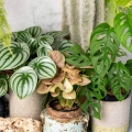 Monstera Monkey Mask w stylu vintage