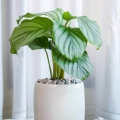 Kalatea okrągłolistna Calathea orbifolia sadzonka