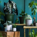 alocasia polly i inne kwiaty doniczkowe