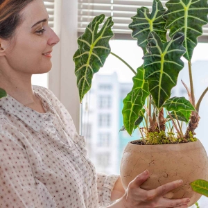 Alokazja Polly  ⌇ Alocasia