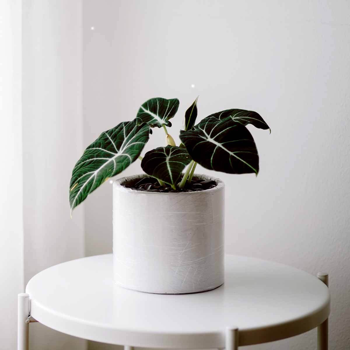 Alokazja Black Velvet ( Alocasia) sadzonka