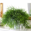 Patyczak Rhipsalis Oasis sadzonka