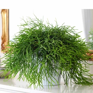 Patyczak ⌇ Rhipsalis oasis