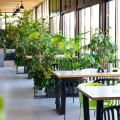 hydrożel ogrodniczy rośliny w restauracji