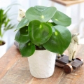 Peperomia Raindrop (Peperomia polybotrya) sadzonka