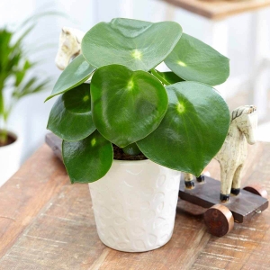 Peperomia Raindrop ⌇ Peperomia polybotrya