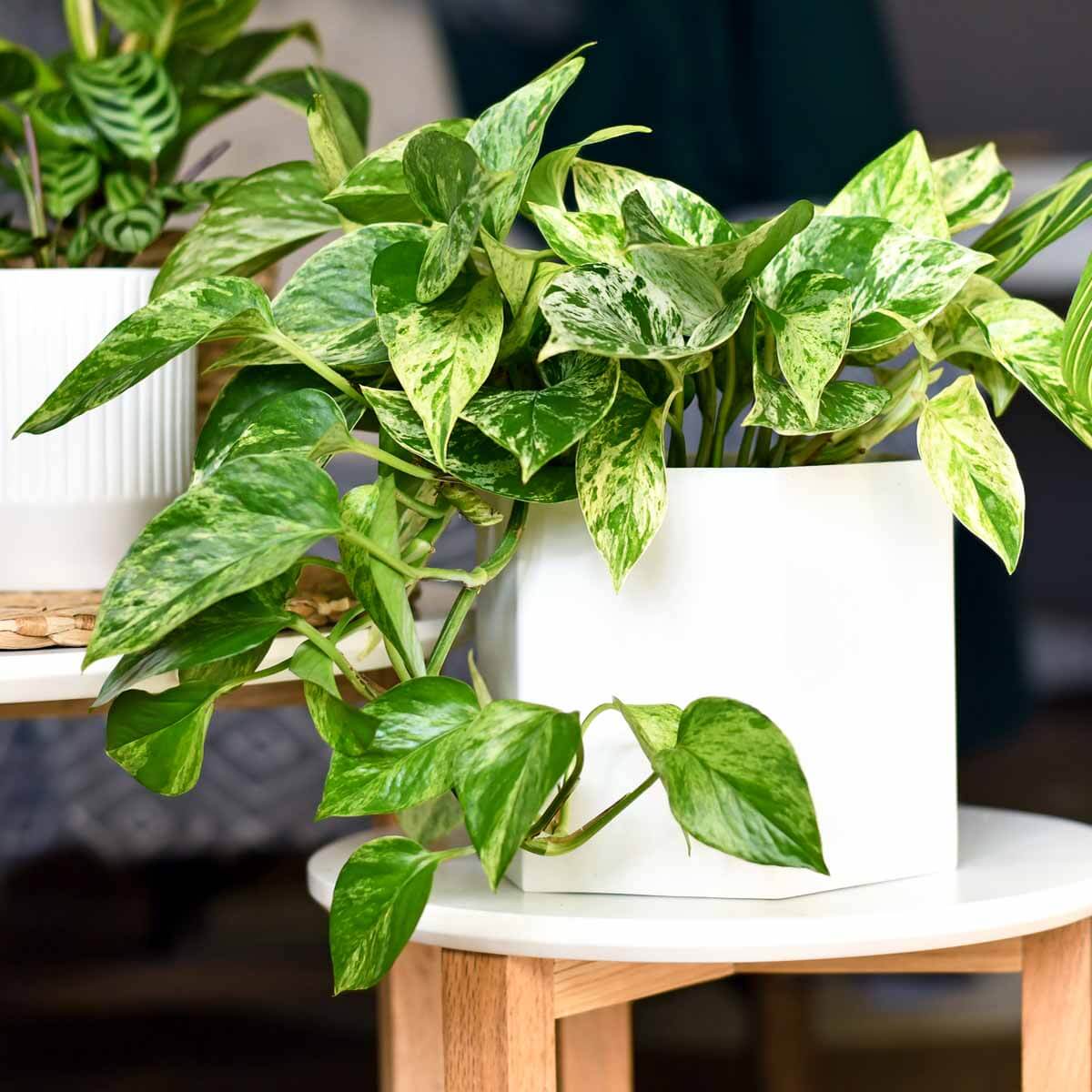 Epipremnum pinnatum Marble Queen sadzonka