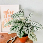 Alokazja Silver Dragon ⌇ Alocasia